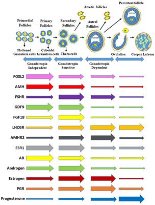 Perturbations in Lineage Specification of Granulosa and Theca Cells May Alter Corpus Luteum Formation and Function